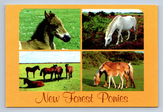 Pohlednice NEW FOREST PONIES (x16115)