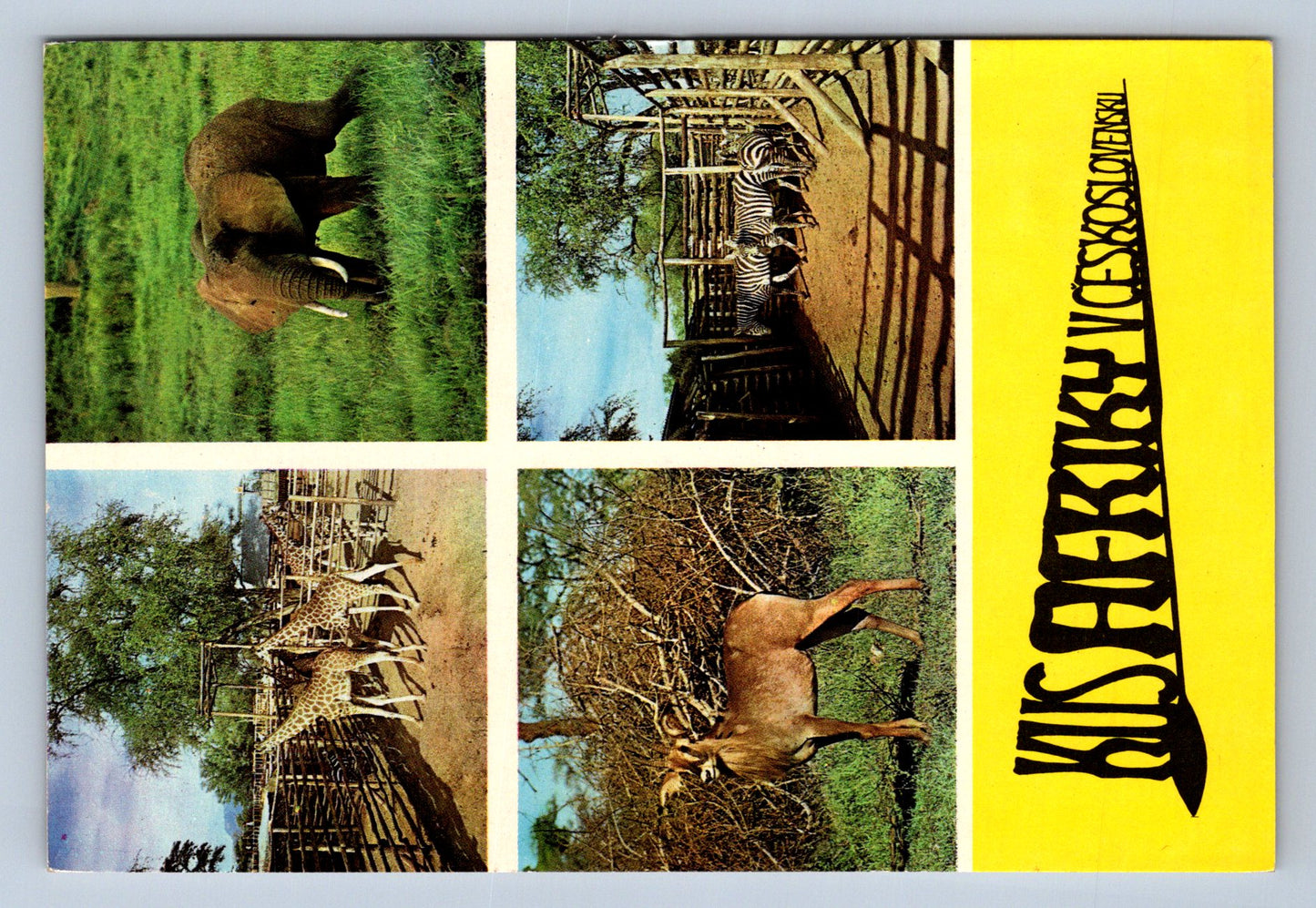 Pohlednice Dvůr Králové nad Labe ZOO (JN409)