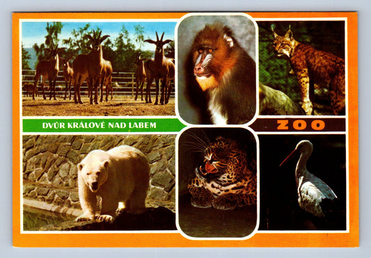 Pohlednice Východočeska zoo Dvůr Králové nad Labe ZOO (JN410)