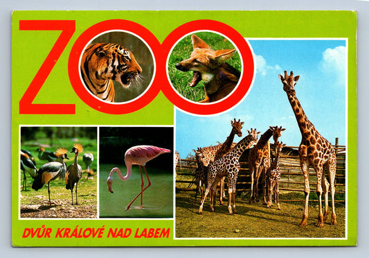 Pohlednice Dvůr Králové - ZOO (JN830)