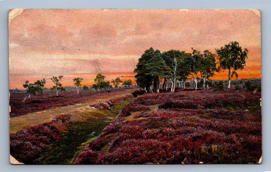 Pohlednice Plaň s fialovými květy Ostenburger (JN1497)