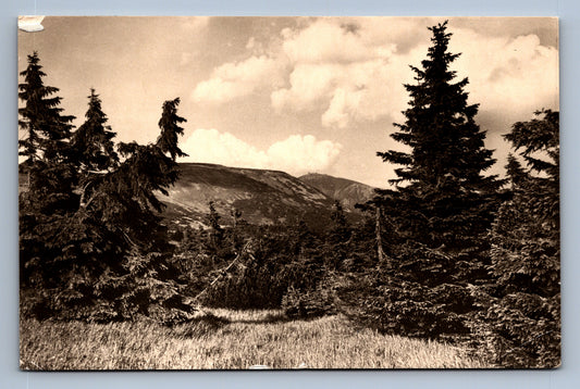 Pohlednice KRKONOŠE - LIŠČÍ HORA 1363 M (x17476)