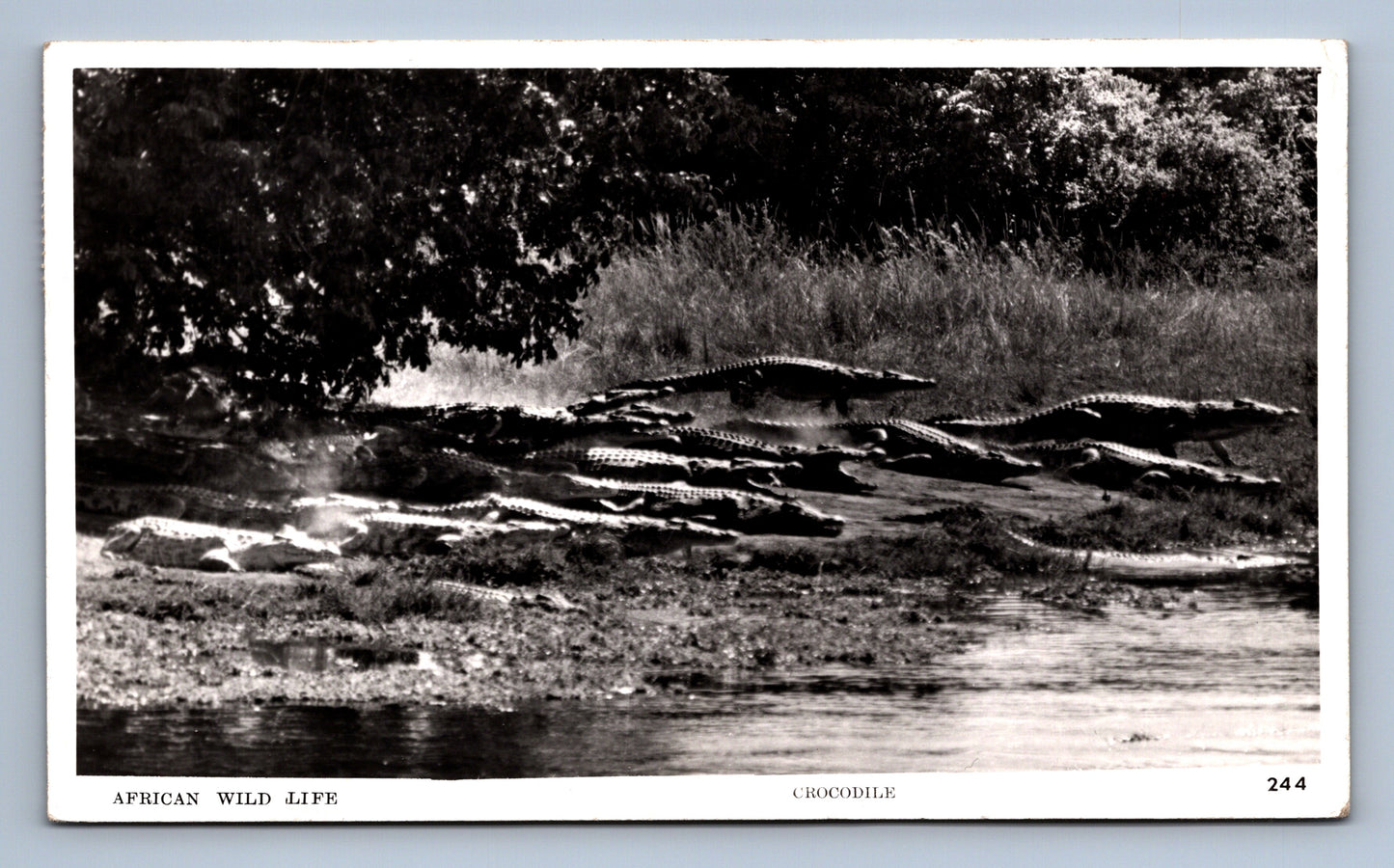 Pohlednice AFRICAN WILD LIFE CROCODILE (x18674)