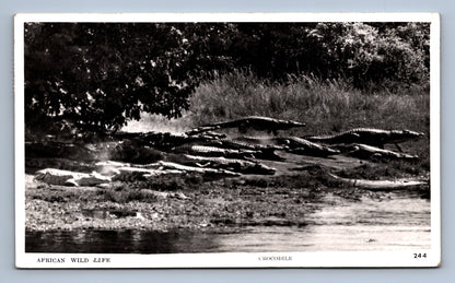 Pohlednice AFRICAN WILD LIFE CROCODILE (x18674)