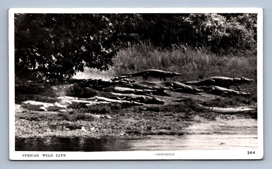 Pohlednice AFRICAN WILD LIFE CROCODILE (x18674)