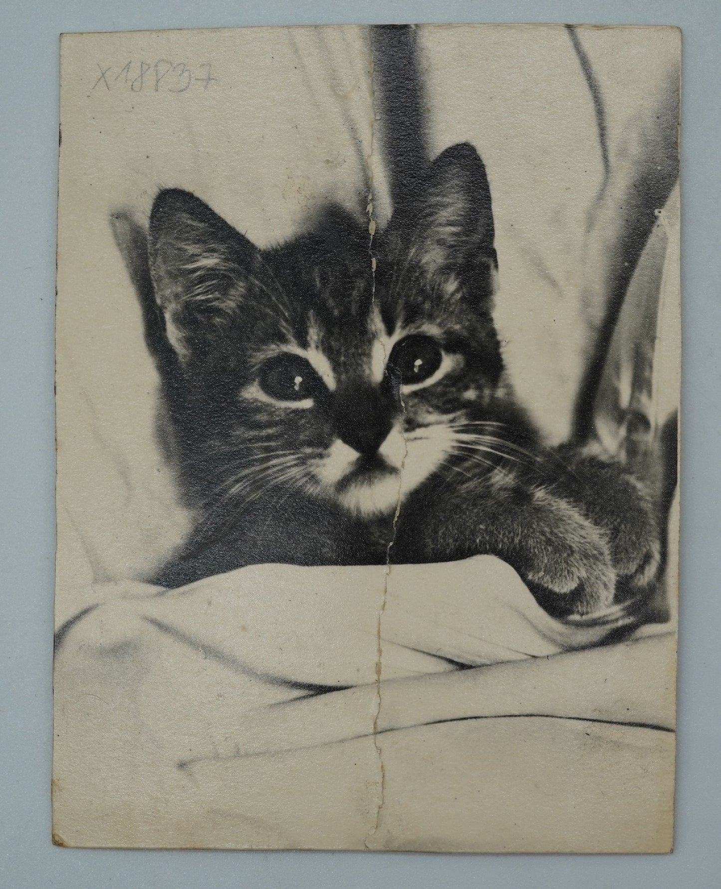 Fotografie KOČKY (x18837)
