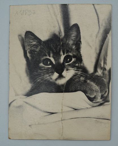 Fotografie KOČKY (x18837)