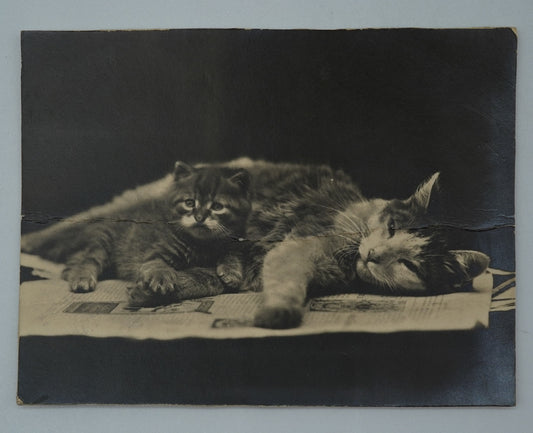 Fotografie KOČKY (x18837)
