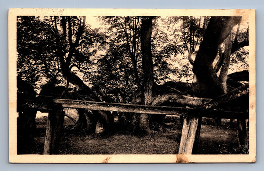 Pohlednice BZENC - LÍPA V ZÁMECKÉM PARKU PŘES 800 LET STARÁ (x19550)