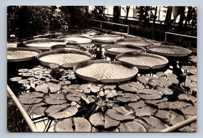 Pohlednice LIBEREC - severočeská botanická zahrada (P367)