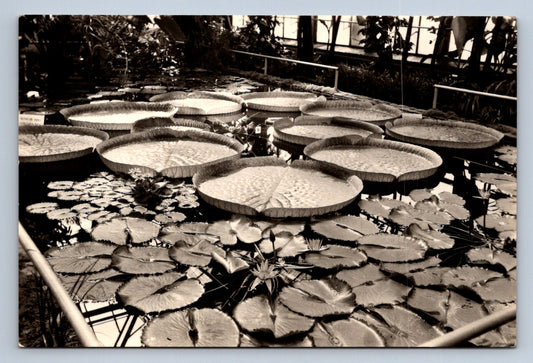 Pohlednice LIBEREC - severočeská botanická zahrada (P367)