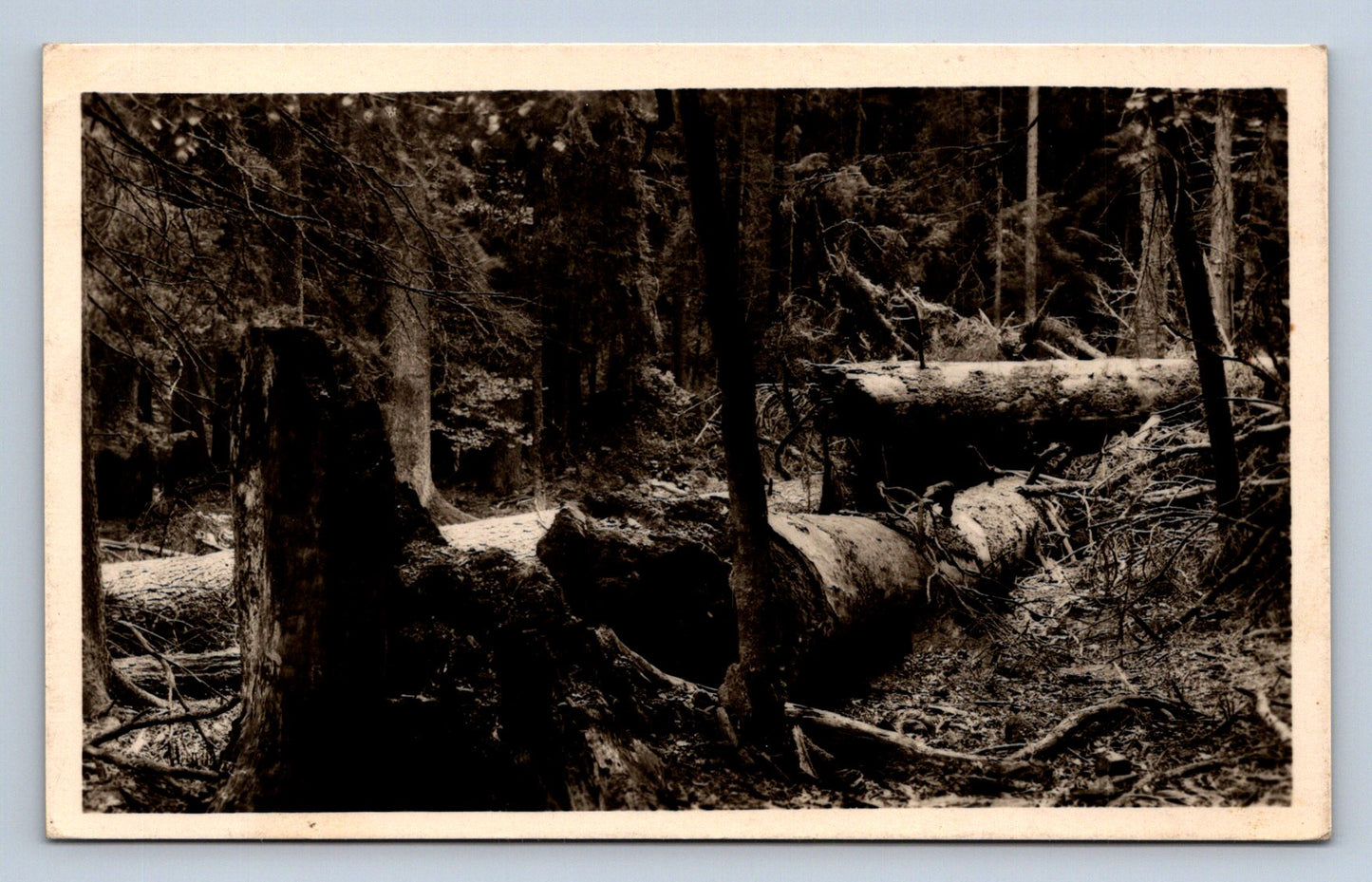Pohlednice ŠUMAVA - PRALES NA BOUBÍNĚ (P454)