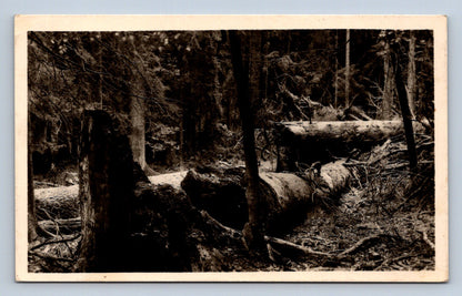 Pohlednice ŠUMAVA - PRALES NA BOUBÍNĚ (P454)