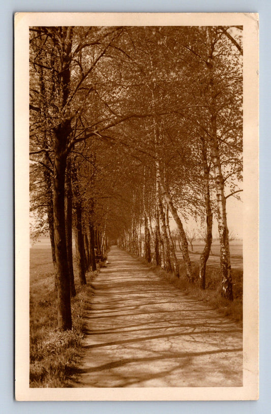 Pohlednice NOVÝ BYDŽOV - Břízky (P753)