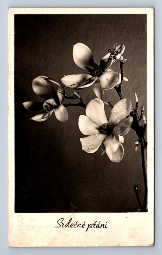 Pohlednice Srdečné přání - foto Adolf Rossi (P976)