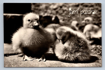 Pohlednice JARNÍ POZDRAV (X23058)