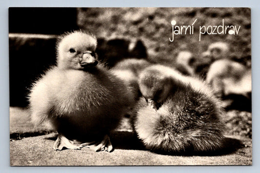 Pohlednice JARNÍ POZDRAV (X23058)