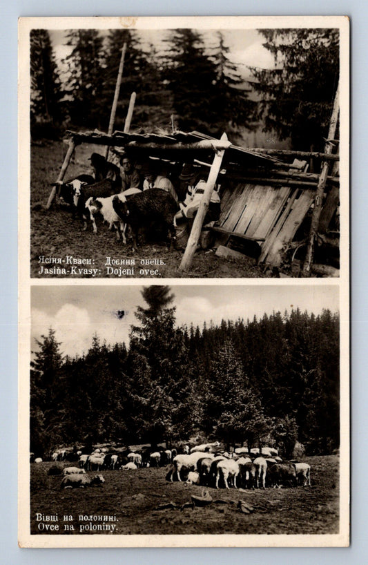 Postcard JASIŃA - KVASY: MILKING SHEEP (X23451)