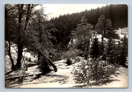 Postcard MERRY CHRISTMAS AND HAPPY NEW YEAR (X23515)