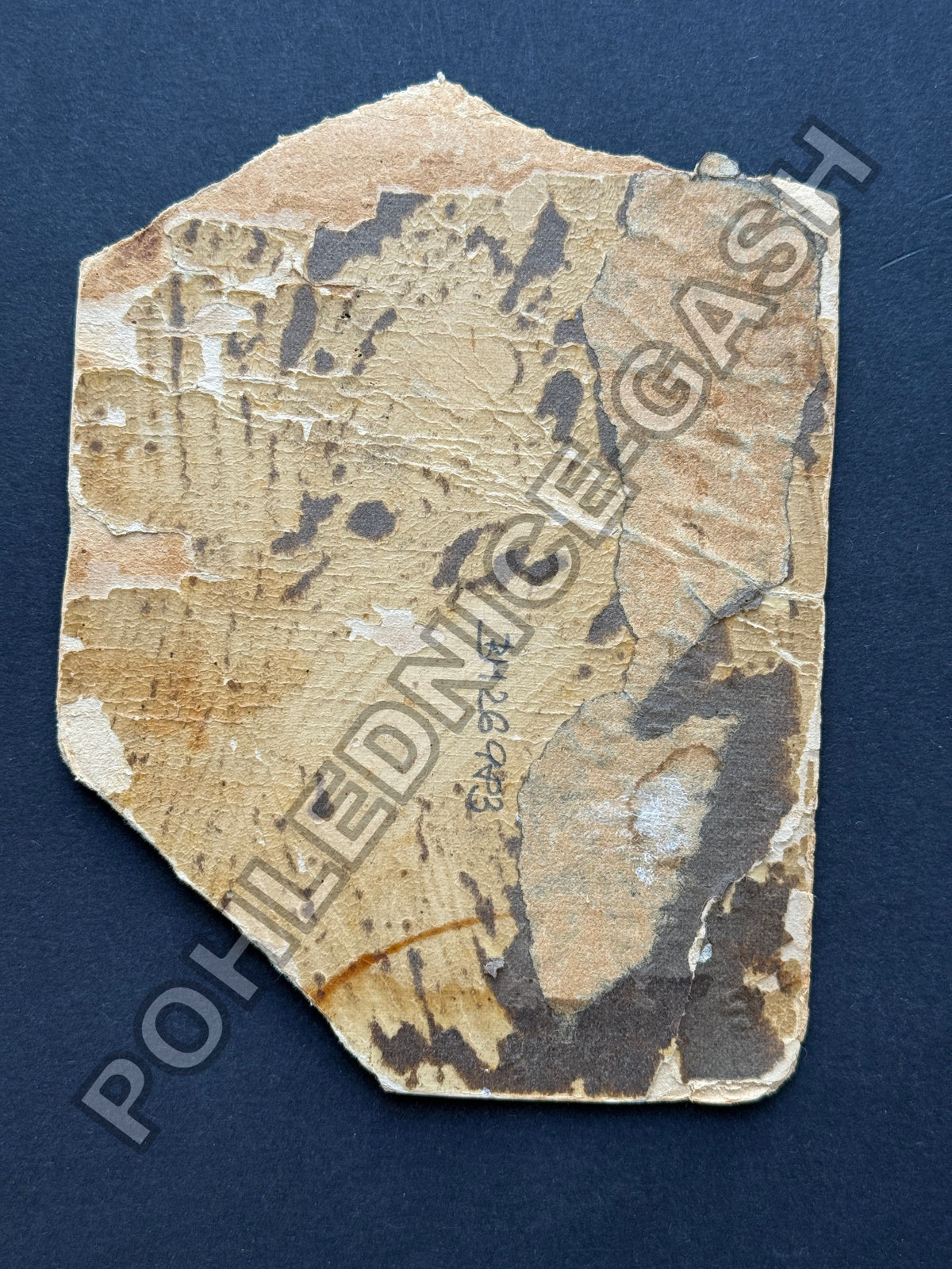 Stará fotografie muž v uniformě pravděpodobně voják (BM26983)