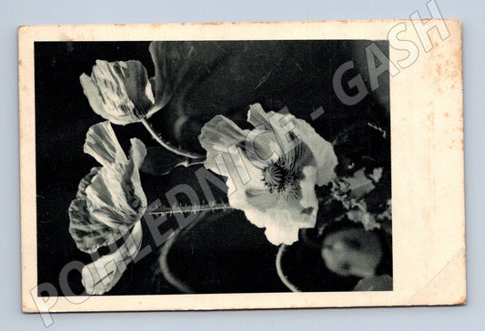 Pohlednice Německo květy máku 1943 (BM25248)