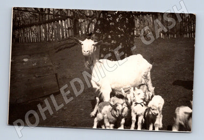 Stará fotografie Pačlavice žena s kozou a kůzlaty (BM25407)