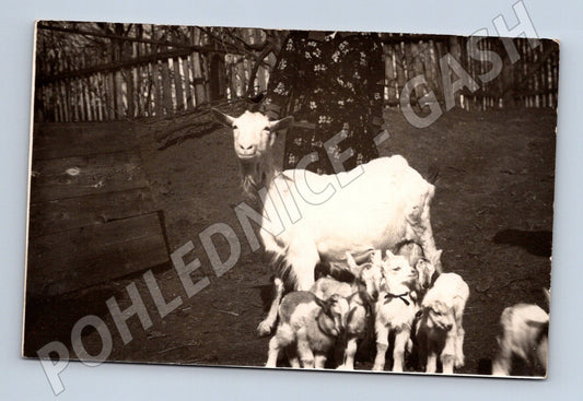 Stará fotografie Pačlavice žena s kozou a kůzlaty (BM25407)