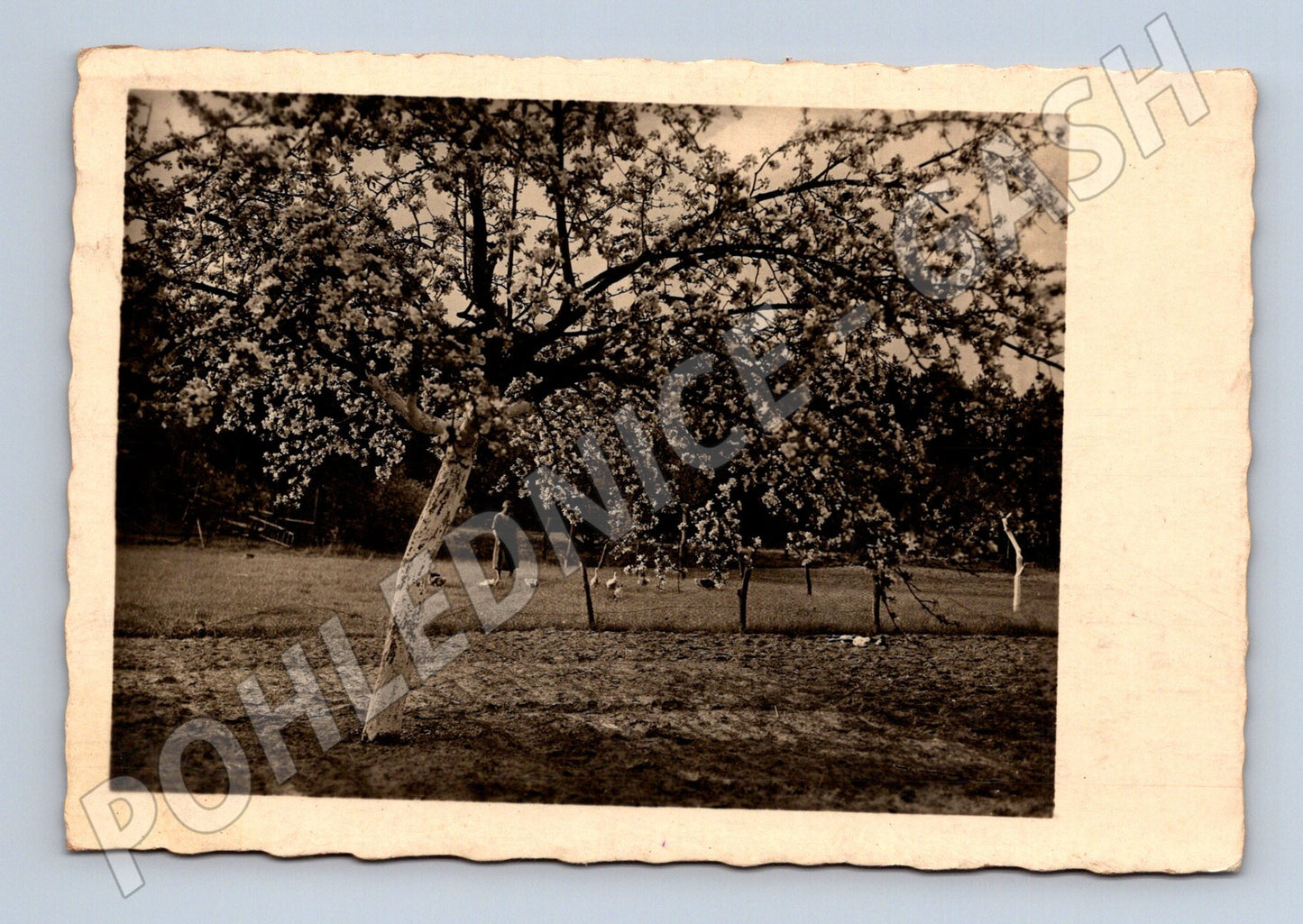 Pohlednice Hradiště Německo kvetoucí strom sad 1942 (BM25595)