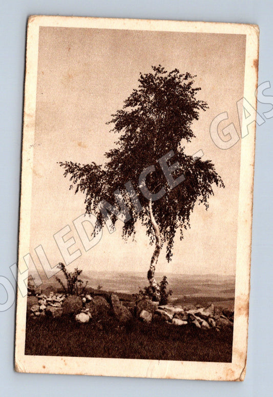 Pohlednice starý strom a kamenná zeď (BM25628)