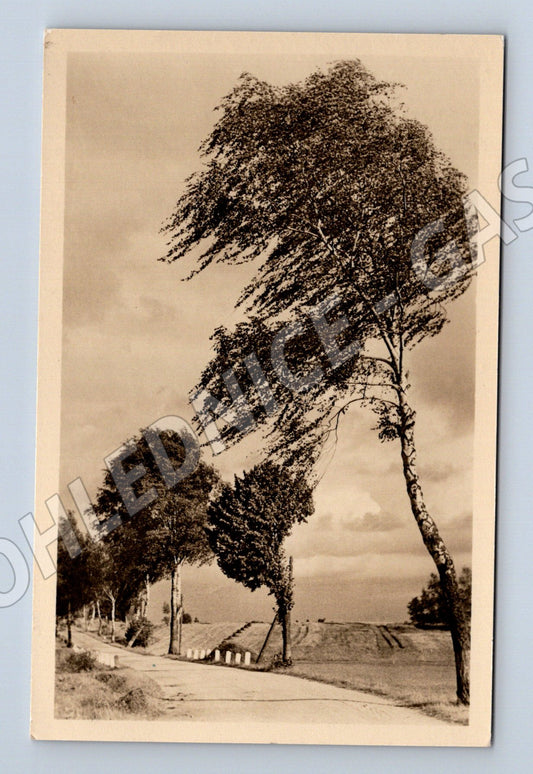 Pohlednice stromy ve větru 195X (BM25629)