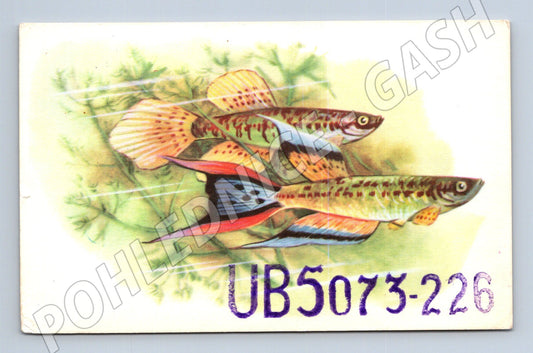 Pohlednice Rusko/SSSR Akvarijní ryby guppies 1968 (BM25998)