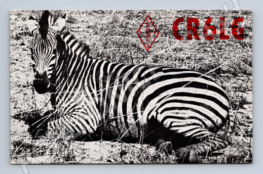 Pohlednice Angola Zebra QSL karta 198x (BM26017)