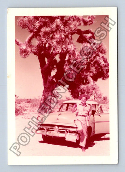 Stará fotografie Canoga Park muž s autem a stromem Joshua (BM26395)