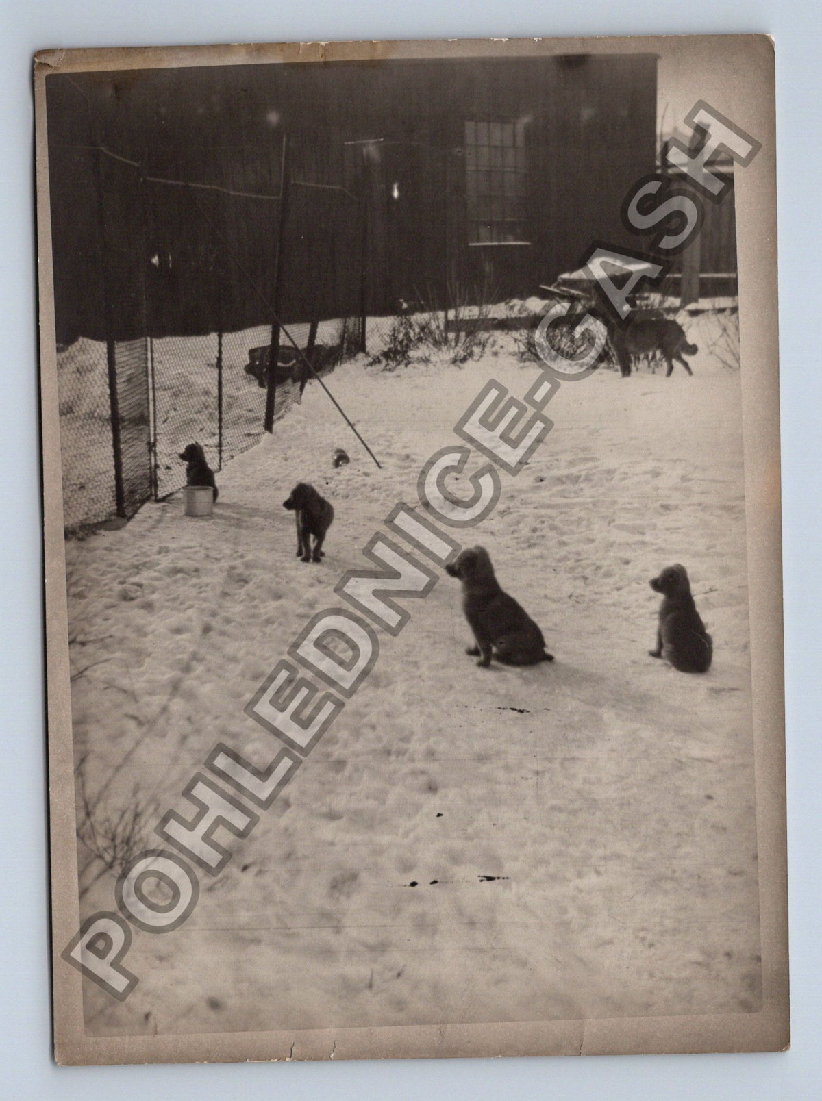 Stará fotografie psi na sněhu (BM26592)