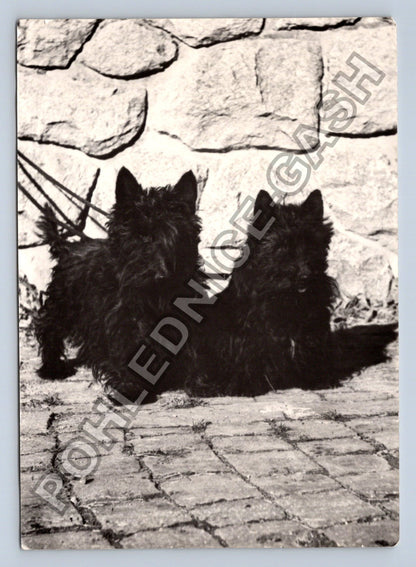 Stará fotografie dva černí psi teriér (BM26593)