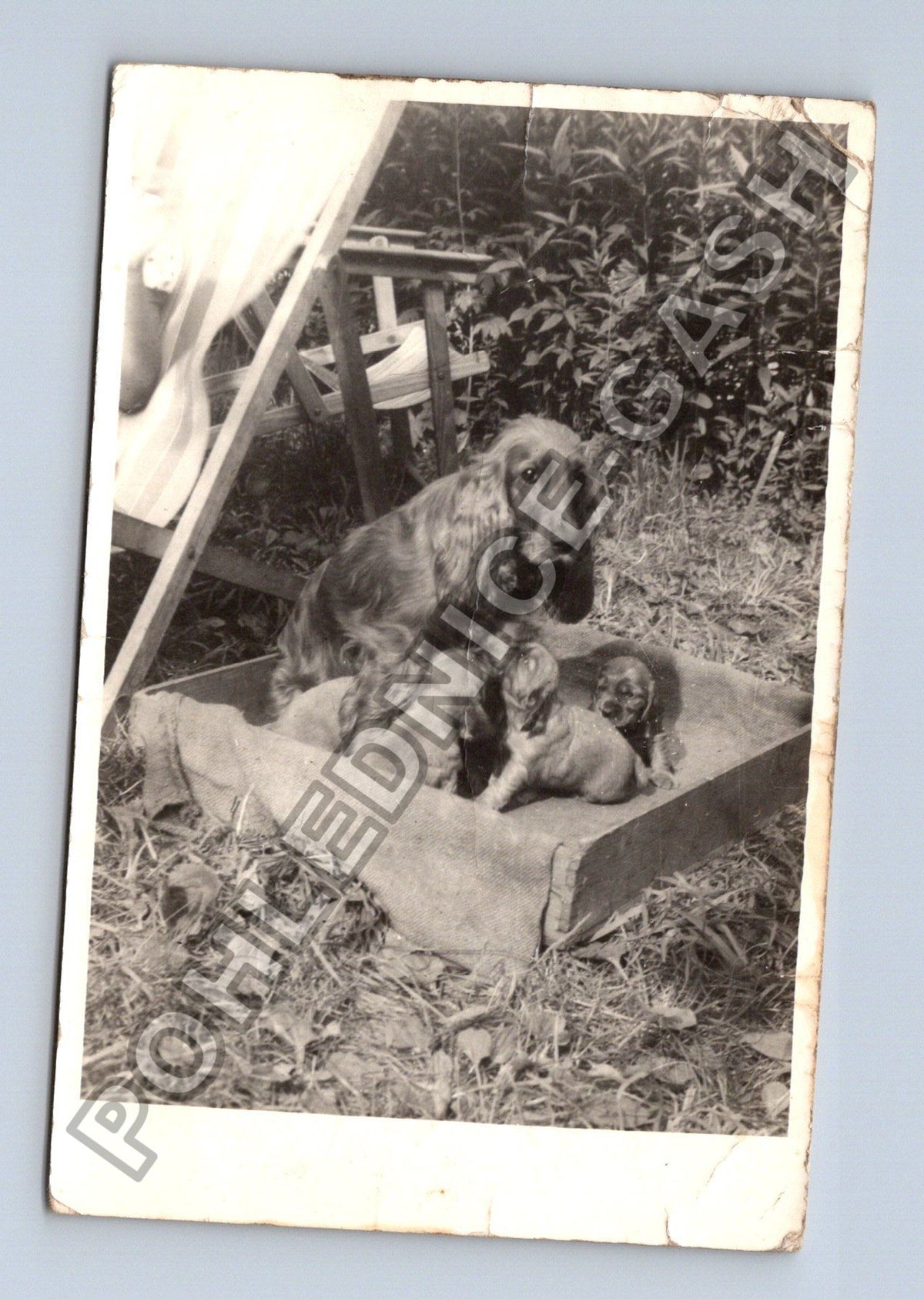 Stará fotografie pes s několika štěňaty v pelíšku (BM26595)
