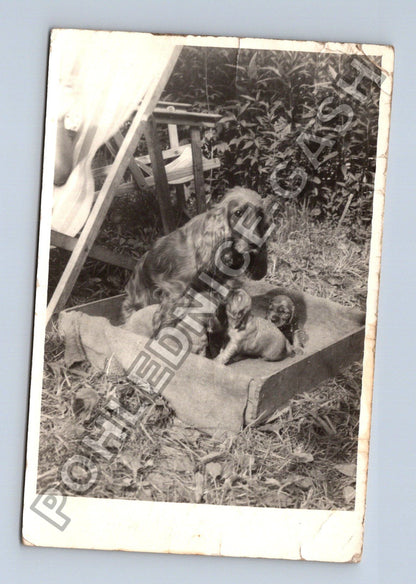 Stará fotografie pes s několika štěňaty v pelíšku (BM26595)