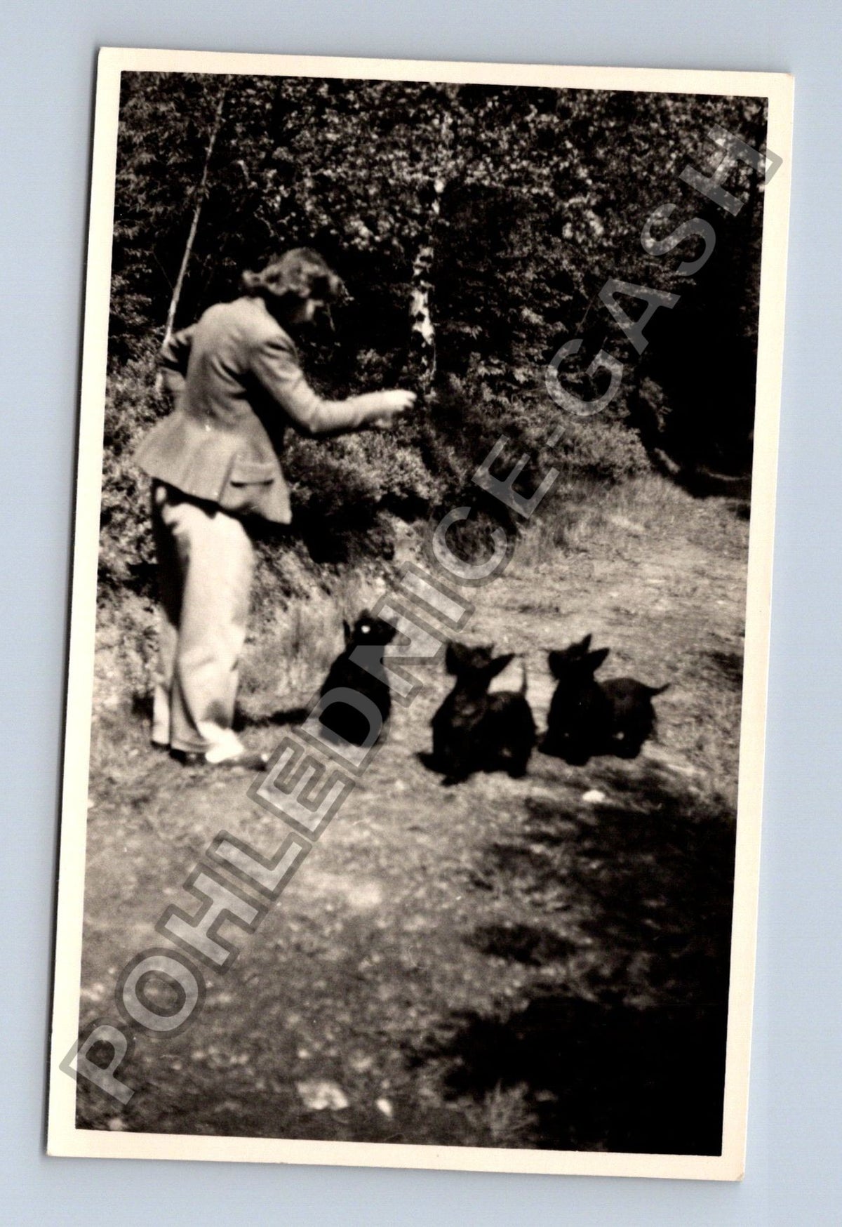 Stará fotografie žena se třemi kočkami v přírodě (BM26599)