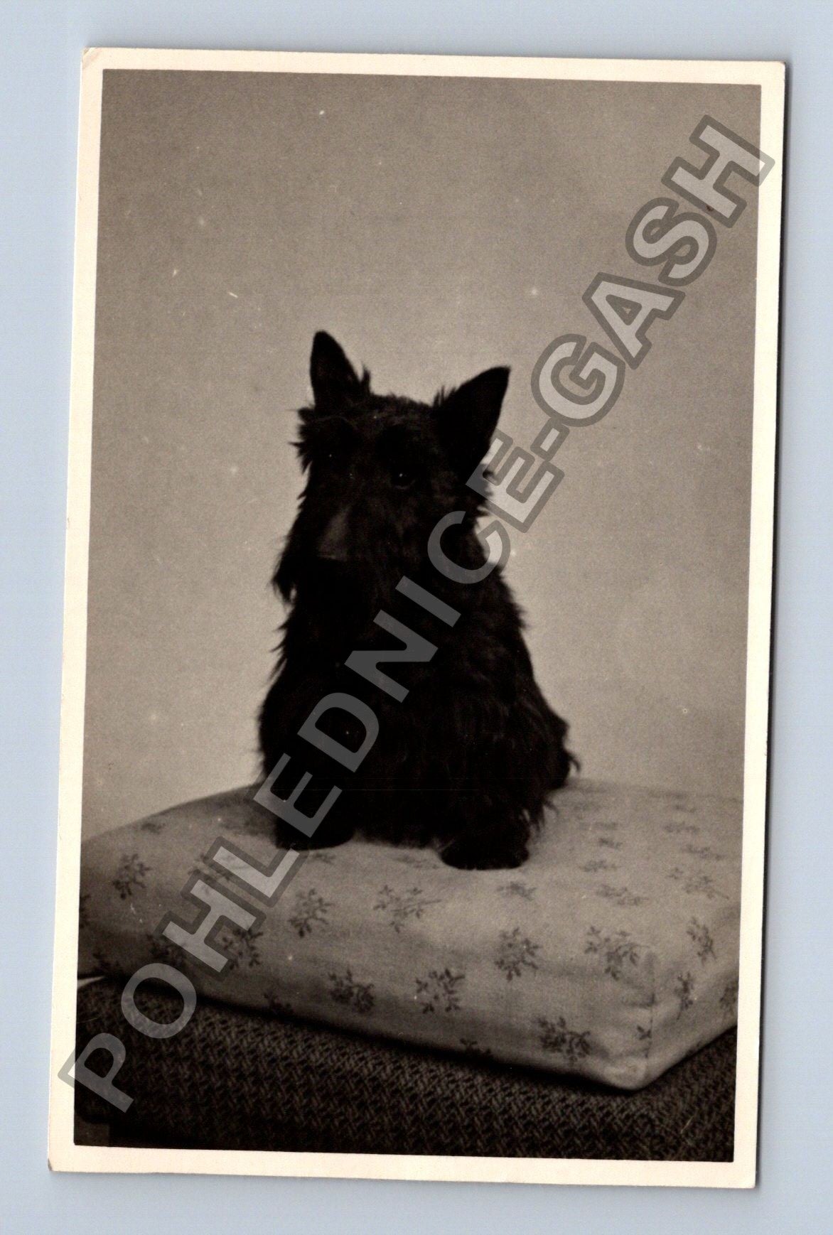 Stará fotografie černý pes na polštáři (BM26602)