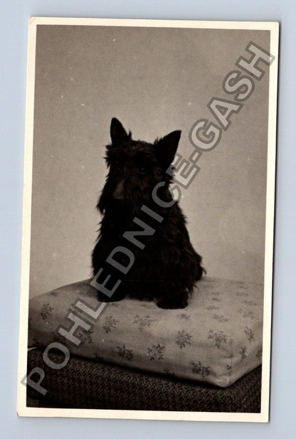 Stará fotografie černý pes na polštáři (BM26602)