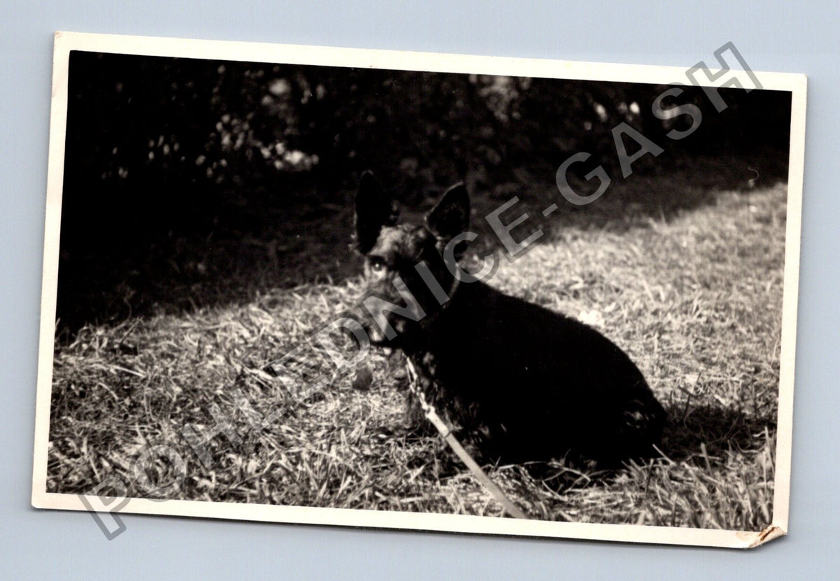 Stará fotografie pes skotský teriér na trávníku (BM26603)