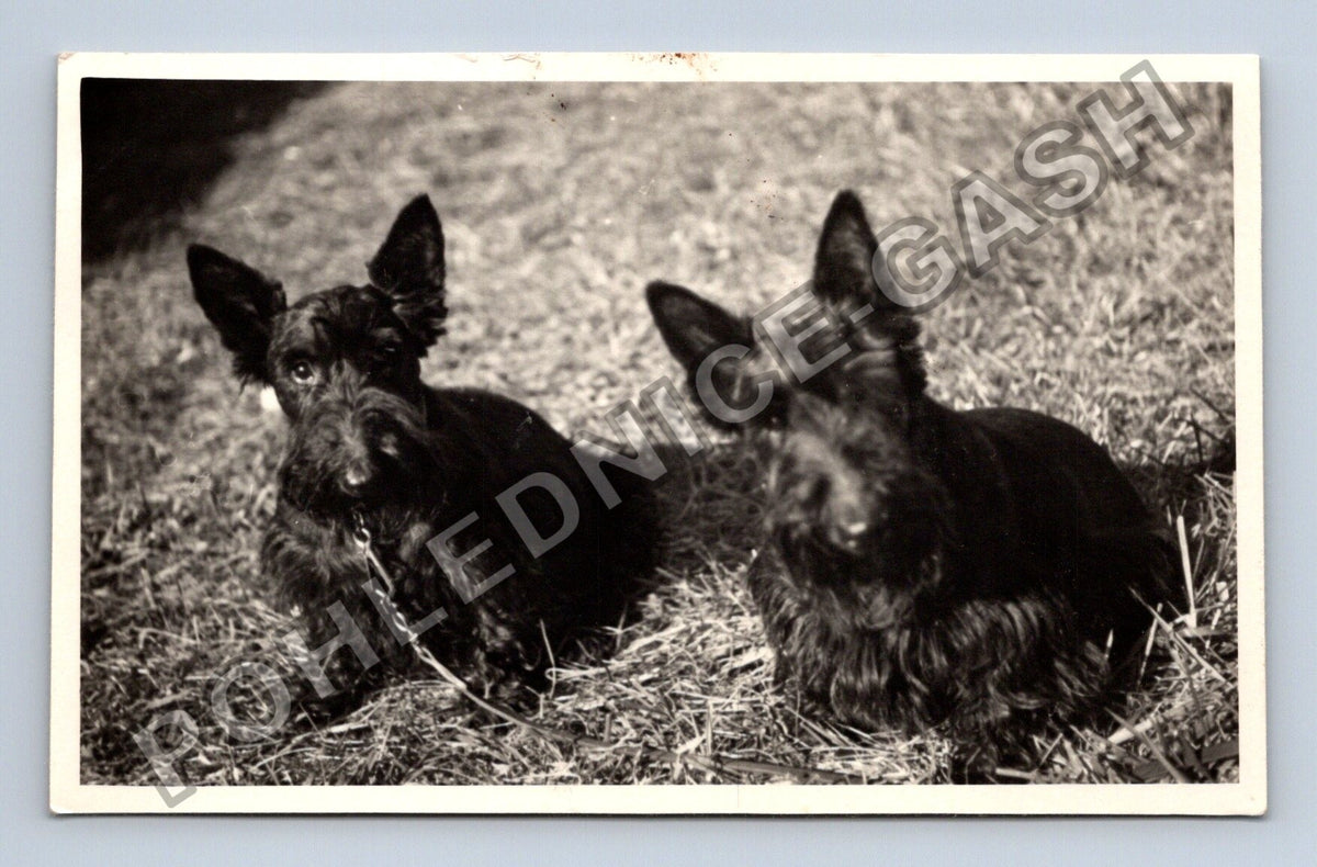 Stará fotografie dva skotští teriéři (BM26605)