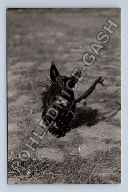 Stará fotografie zvíře v trávě (BM26606)