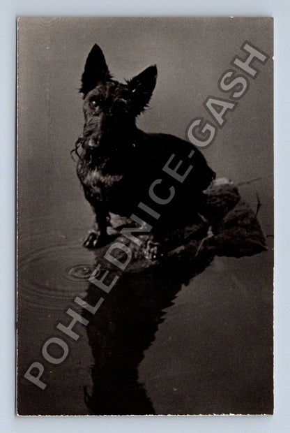 Stará fotografie pes ve vodě s odrazem (BM26607)