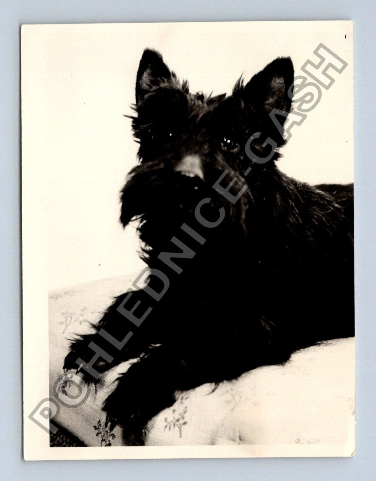 Stará fotografie černý skotský teriér (BM26611)