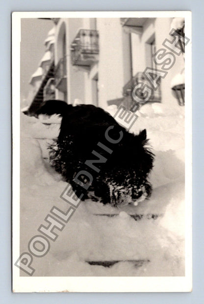 Stará fotografie pes ve sněhu (BM26614)