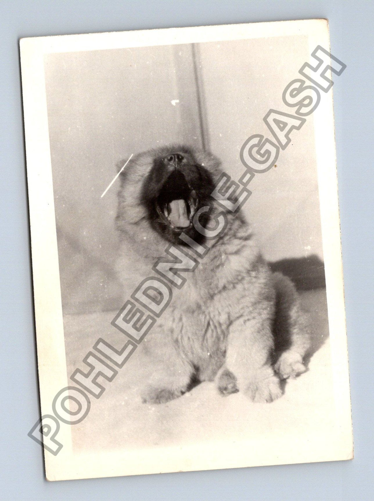 Stará fotografie psí hlava (BM26615)