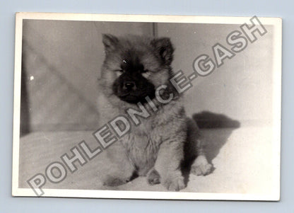 Stará fotografie štěně psa Chow Chow (BM26616)