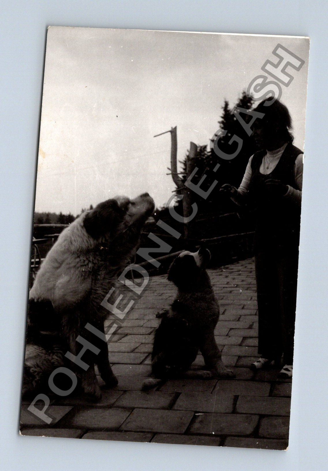 Stará fotografie osoba a dva velcí psi (BM26618)