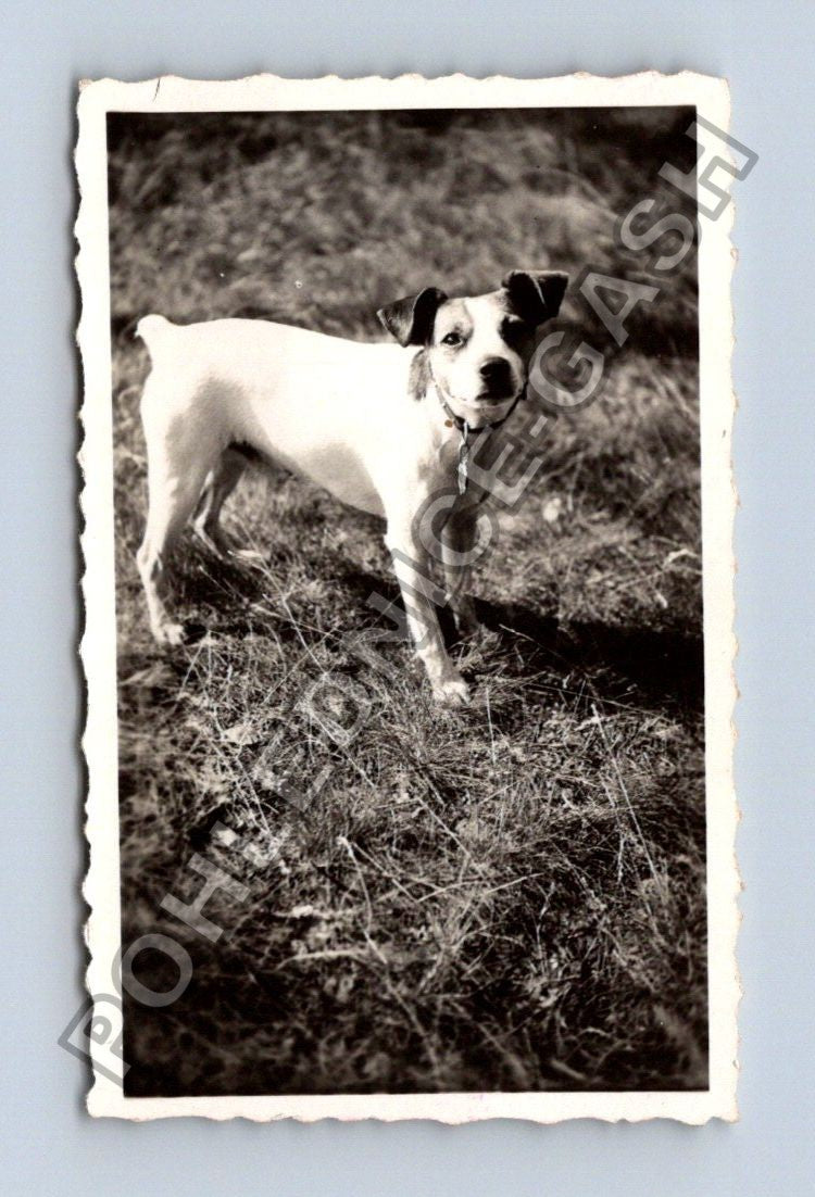 Stará fotografie pes v trávě 1935 (BM26620)